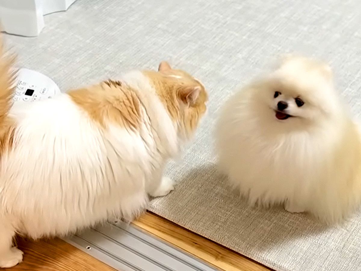 いつも一緒の同居犬がいなくて、さみしそうなネコ→６時間後に再会した結果…愛を感じる『素敵な光景』に感動「幸せそう」「本当に優しい世界」