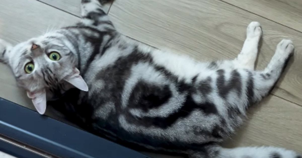 床で寝そべっていた猫→邪魔しないように『避けて通った』結果…予想外すぎる展開が41万再生「沸点が意味不明ｗ」「跨ぐんじゃねぇよ！」