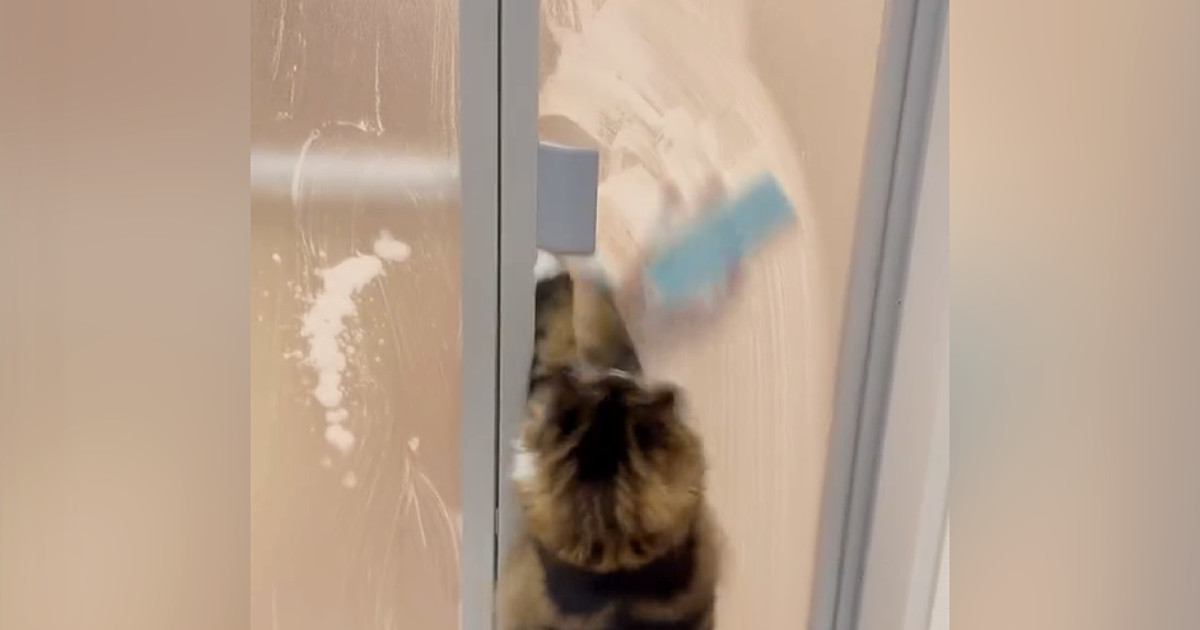 お風呂掃除をしていたパパ→スポンジを動かすと、扉越しにネコが…10万表示の『微笑ましい光景』に「ピッカピカになるね」「一石二鳥ｗ」の声