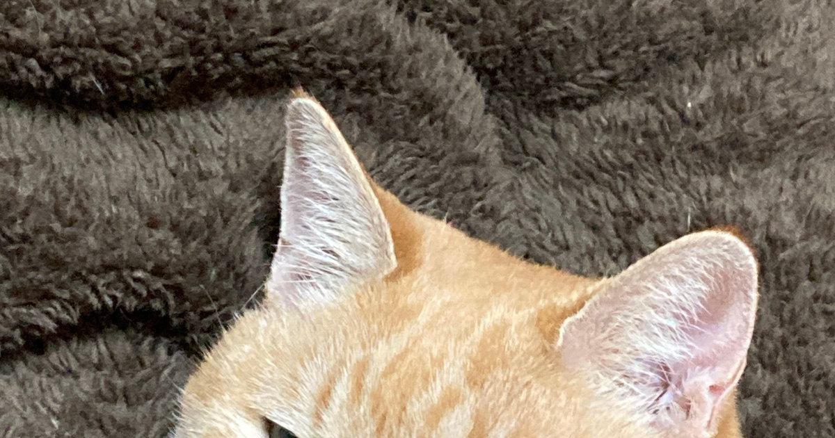 毛布の心地よさに気付いた猫…まさかの『くつろぎ方』と可愛すぎる表情に3万いいね「顔が最高ｗ」「海岸の砂蒸し風呂にしか見えないｗ」