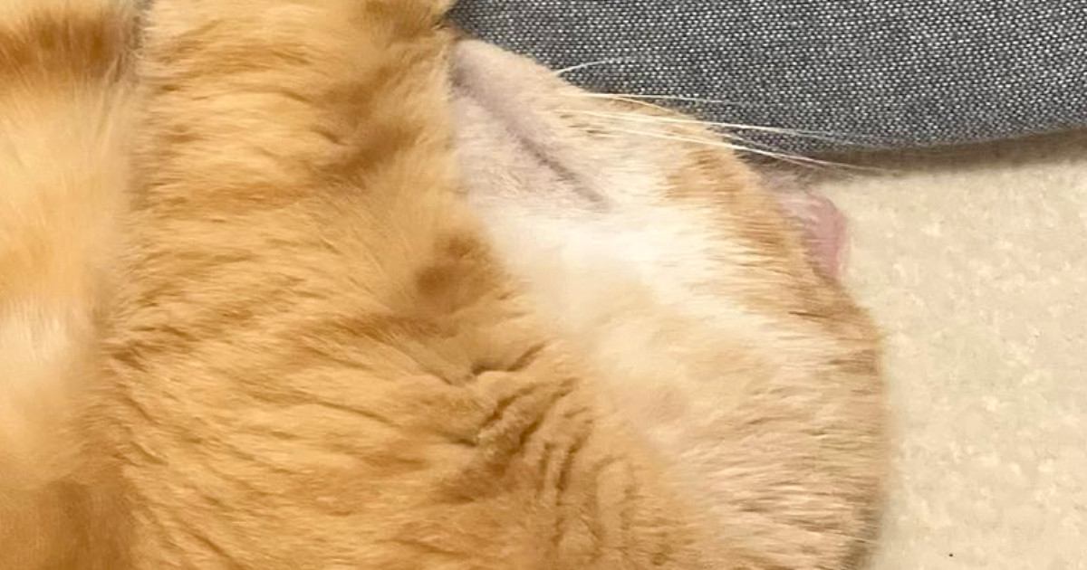 寝ている猫のとなりにそっと手を置いたら…あまりにも尊い『甘え方』に「可愛すぎるし羨ましい」「全てをくっつけたかったんだｗ」と反響