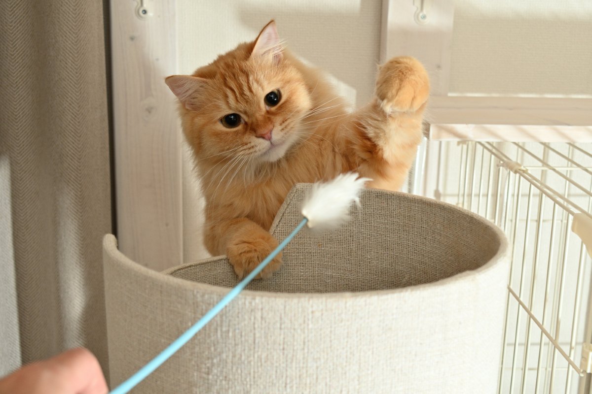 猫はどのぐらいの『運動量』が必要なの？　年齢ごとの違いやオススメの室内運動5つもご紹介