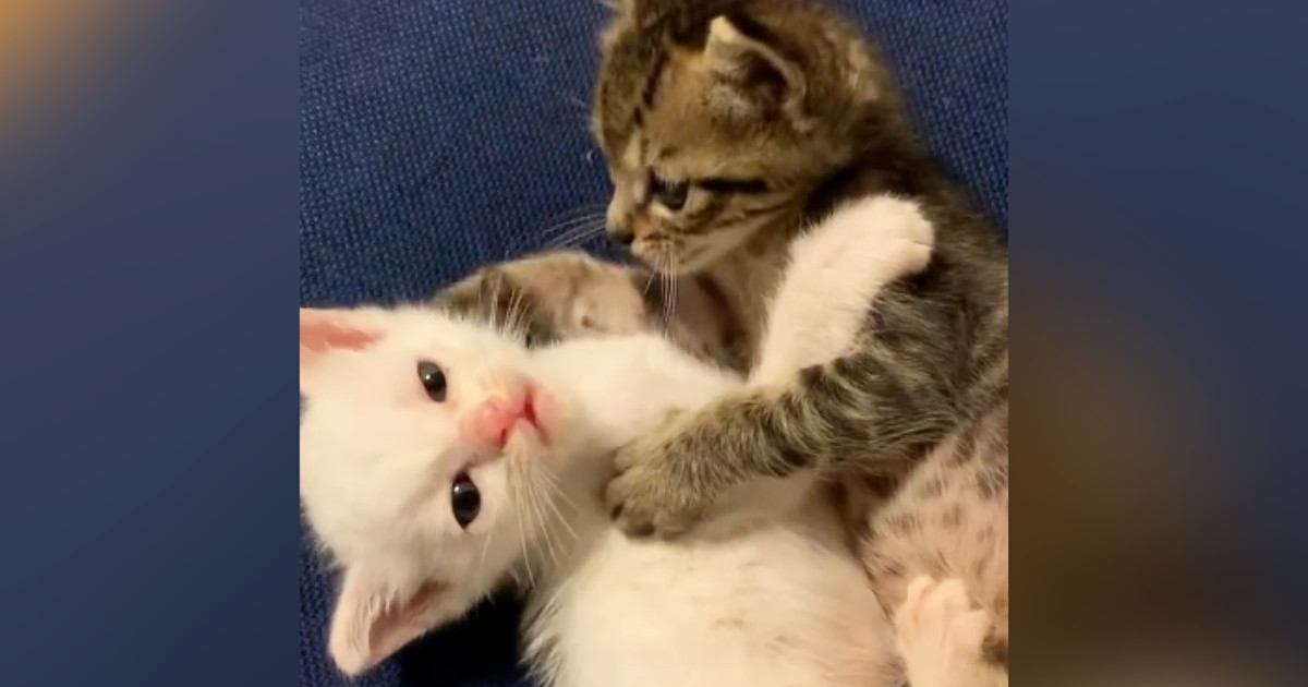 向かい合う2匹の『小さな子猫』…思わず笑顔になる『可愛すぎるやり取り』が956万再生「たまらない」「なんて可愛いんだ」と悶絶の声