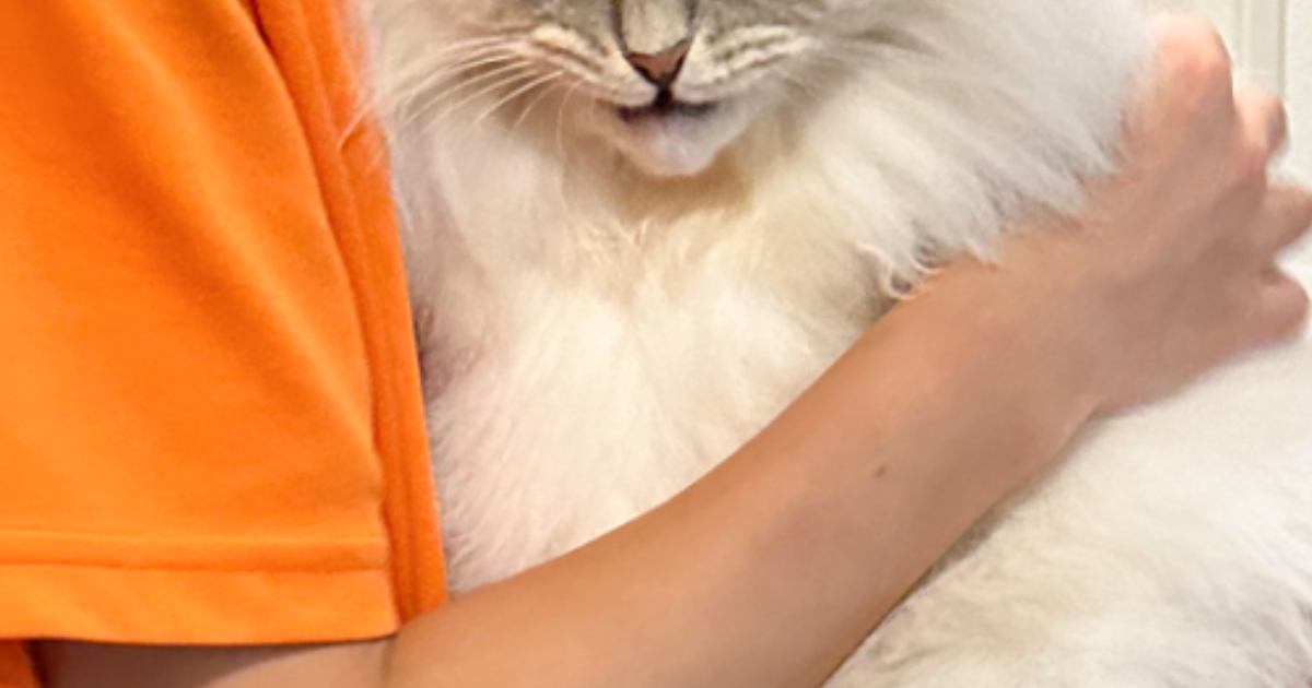 パパに抱きしめられた猫→『表情』を見てみたら…まさかの光景に1万7000いいねの反響「なんかジワったｗ」「嬉しいのかなｗ」と爆笑の声