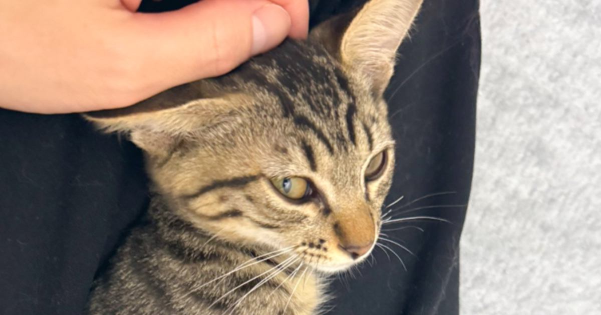 保護猫を引き取って１週間…飼い主さんの膝の上で見せた『まさかの行動』に９万いいね「もう心通じ合ってるね」「可愛い以外の言葉が出てこない」