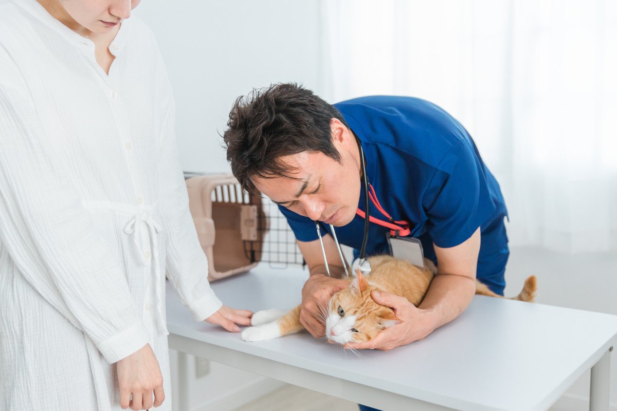 『猫カビ』を知っていますか？人にも移る皮膚糸状菌症の症状や予防法を解説