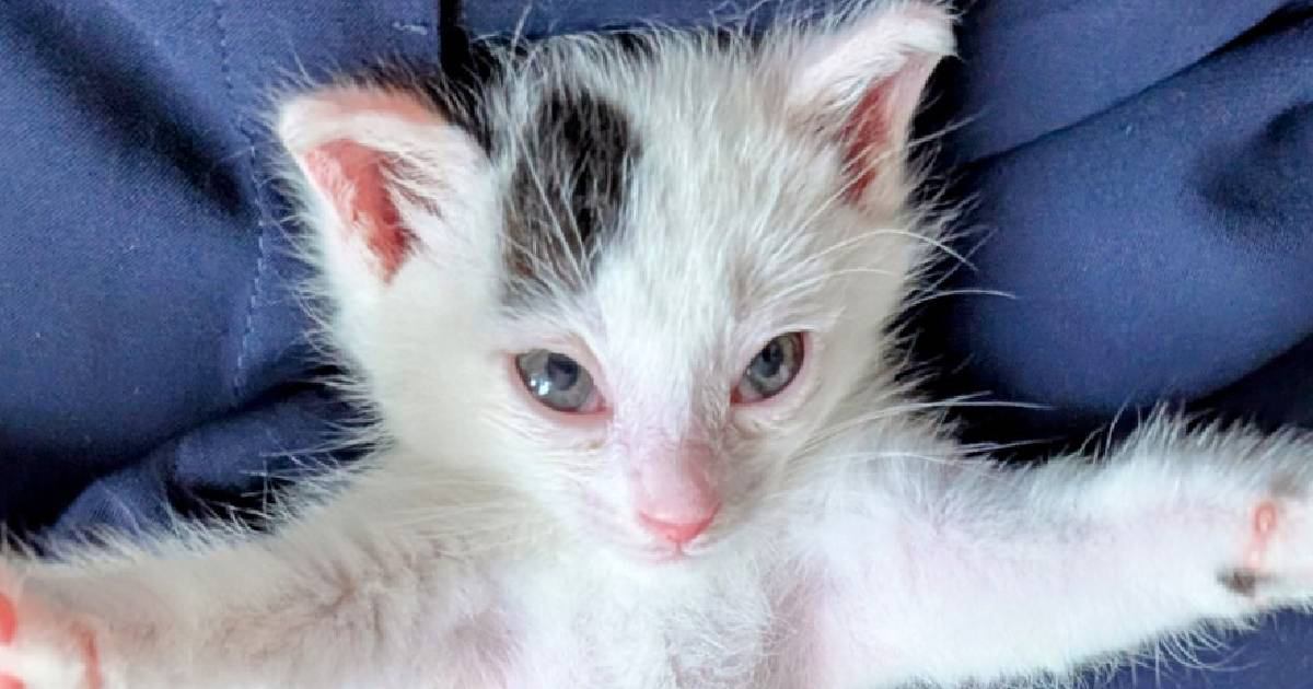 飼い主さんの足の前で子猫が…『姿勢』を見てみると？→『可愛すぎる光景』が1万1000いいね「小さくても存在は大きいｗ」「吹いたｗ」