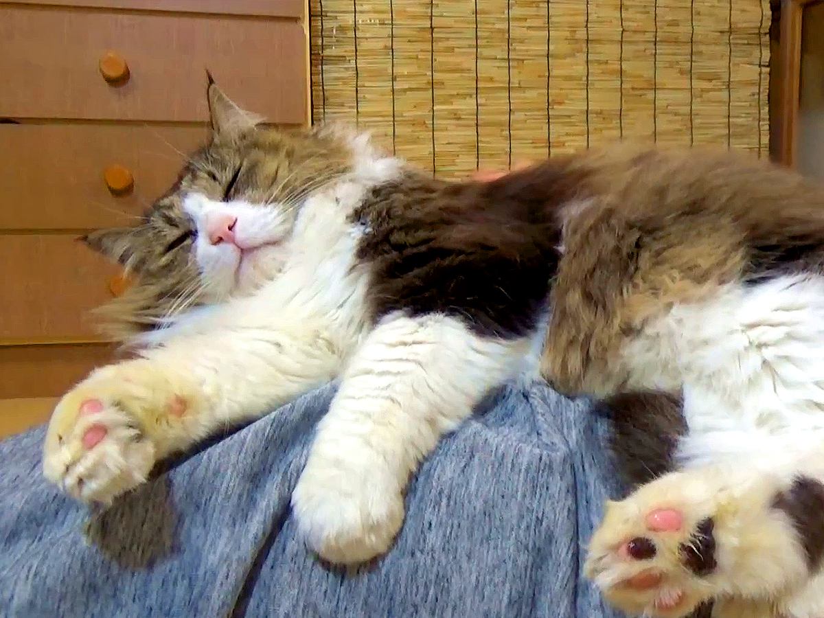 元ボス野良猫→大切にお世話した結果…想像以上に『まるで別猫のような様子』が19万再生「昔とは比べ物にならない…」「愛情のたまものだね」