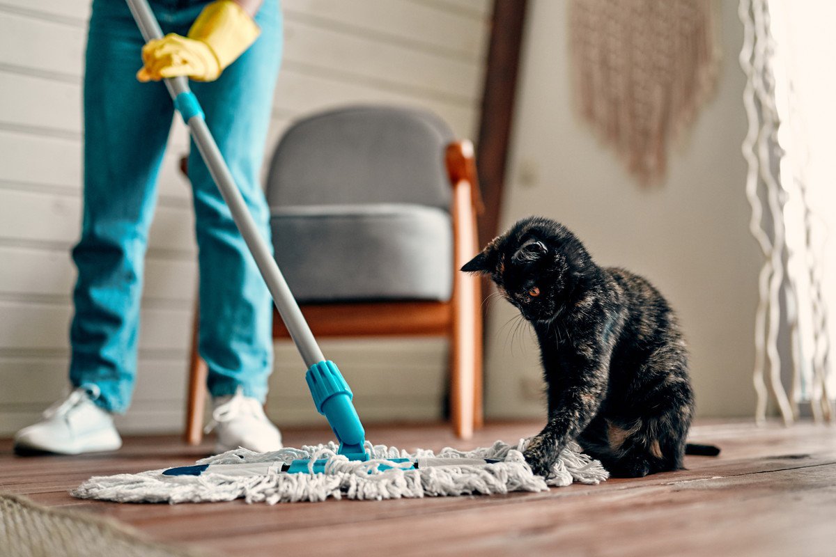 猫の『粗相や嘔吐』を処理する方法4選　跡を残さないためのポイントや消臭のコツ