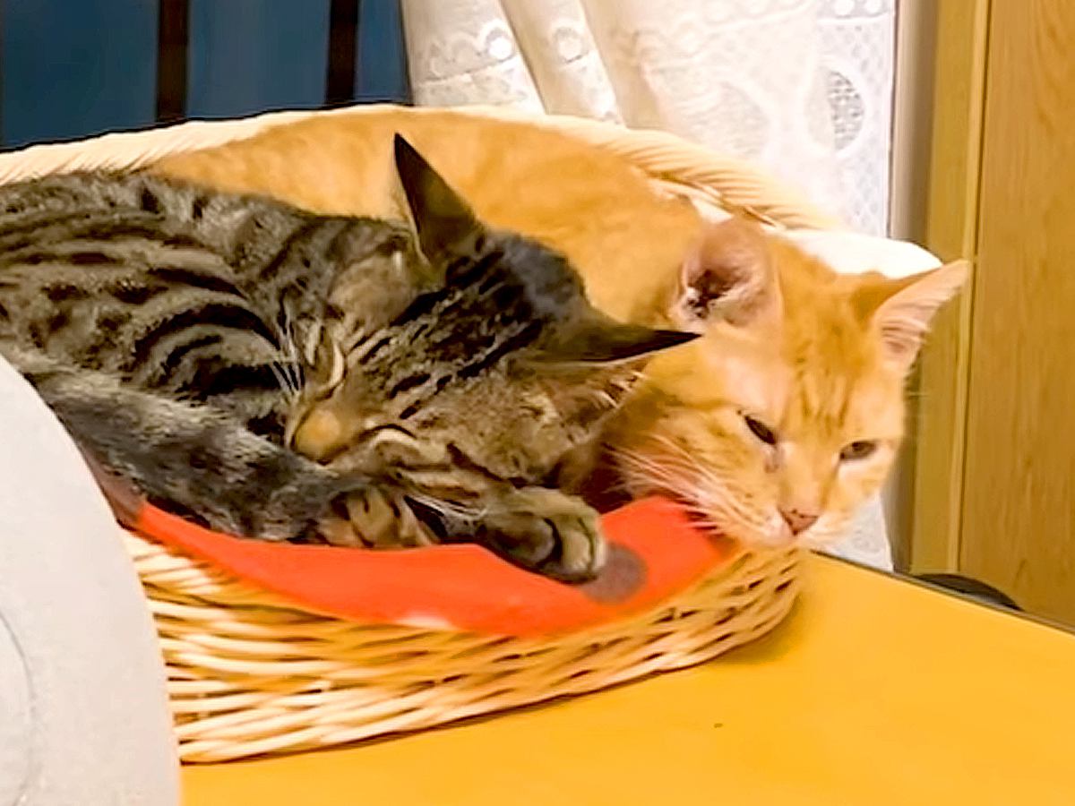 不安げな様子の保護猫→先住猫が代わるがわるに寄り添ってくれて…想像以上に『心あたたまる光景』に「感動」「協力的で優しいね」と反響の声