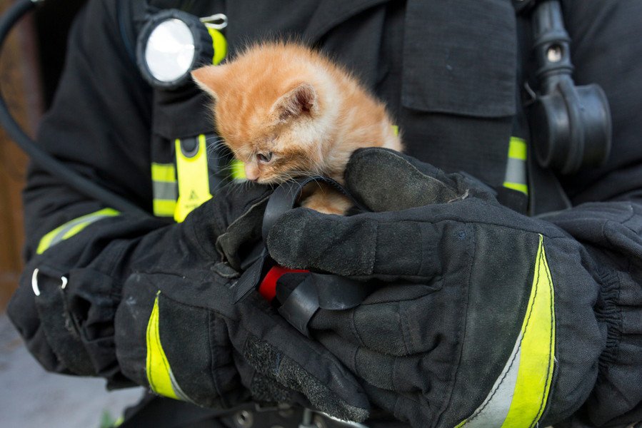 「ねこねこネットワーク」の仕業か？　「9.11追悼式典」最中に救出された野良の子猫が、その場で観客に引き取られて家族になる　　米国
