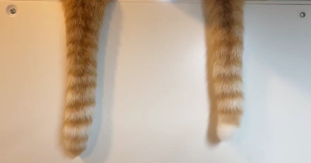 『しっぽの動きにも性格出るよねｗ』→並んで座る2匹の猫…全然違う『しっぽの動き』に「ずっと見ていられる」「かわいいｗ」と4万いいね