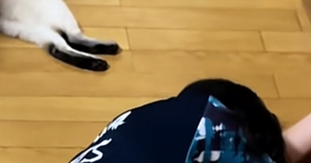 床を見たら、『遊び疲れた猫』と『仕事で疲れたパパ』が…思わず笑ってしまう光景に「事件現場かと思ったｗ」「3匹ともお疲れさまｗ」と反響