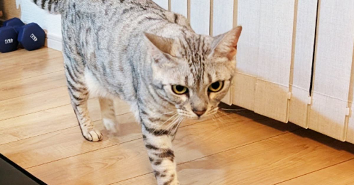 ごはんを食べに歩き始めた猫→となりを見てみると……まさかの『可愛すぎる瞬間』に4万いいね「張り切ってるｗ」「良い目をしている」