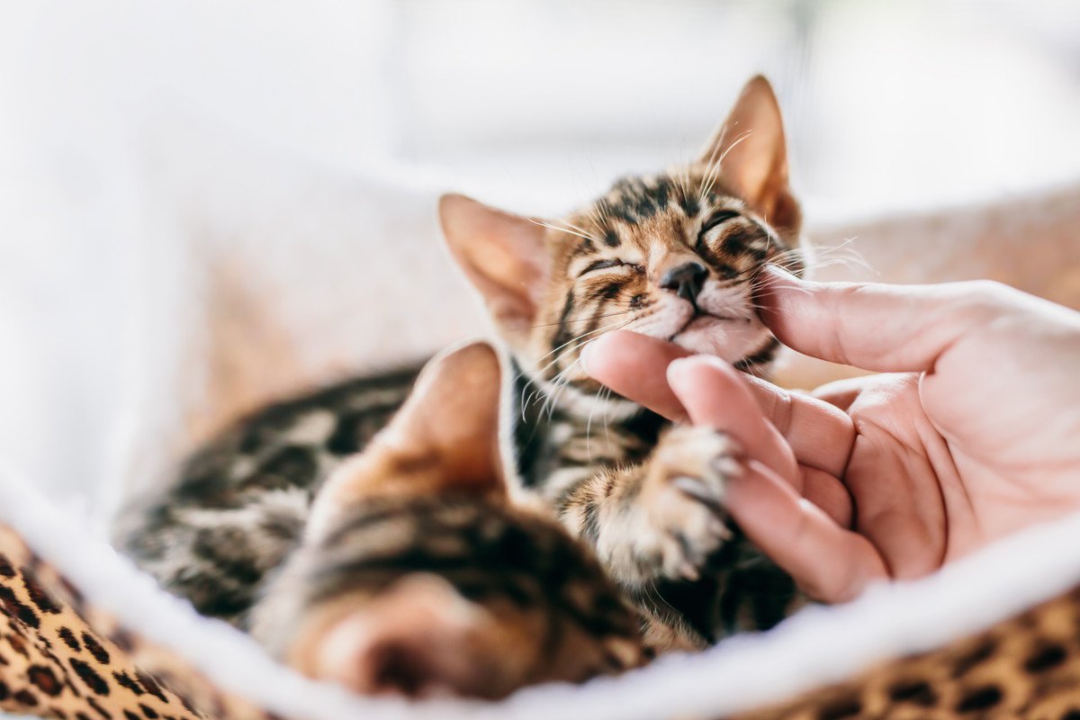 猫の『飼い主が愛おしい時』の仕草4つ