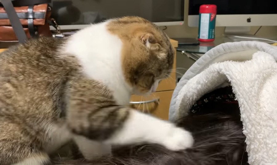 起きてよ！遊ぼうよ！飼い主さんを起こす猫さん！