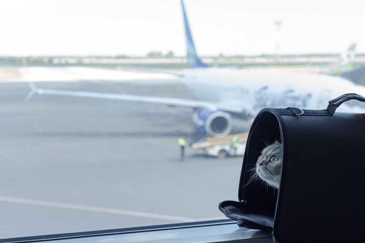 ますます高まる猫人気に対応　空港に「ペット専用ターミナル」まで出現　中国