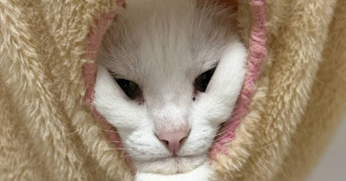ハンモックの隙間から顔を出す猫→『口元』を見てみると…あまりにも仙人すぎる光景が170万表示「ネコに似た何かｗ」「杖持ったら神様ｗ」