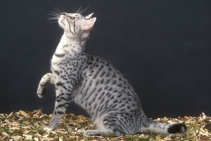 日本全国の猫神様まとめ！猫神社と猫寺のご紹介