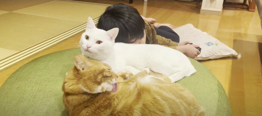 心が通じ合ってる♡？お兄ちゃんと並んでくつろぐ猫さんたちが可愛い