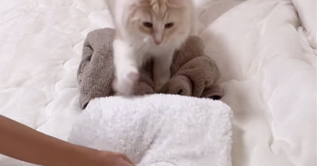 ふかふか素材のアイテムを並べていくと…猫がとった『可愛すぎる行動』が77万再生「思いつかなかった」「何度も見てしまう」と話題に