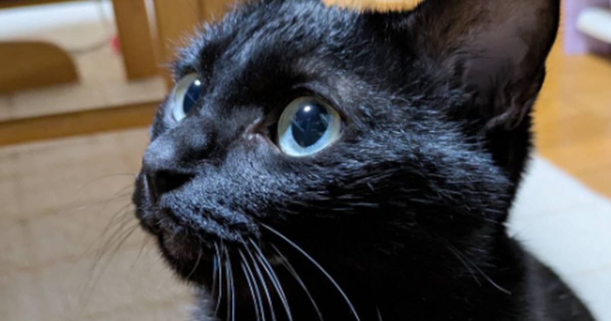 普段はエメラルドグリーンの瞳をしている黒猫→『角度を変える』と…素敵な光景に１万いいね「宝石のよう」「めちゃくちゃ可愛い」と話題に