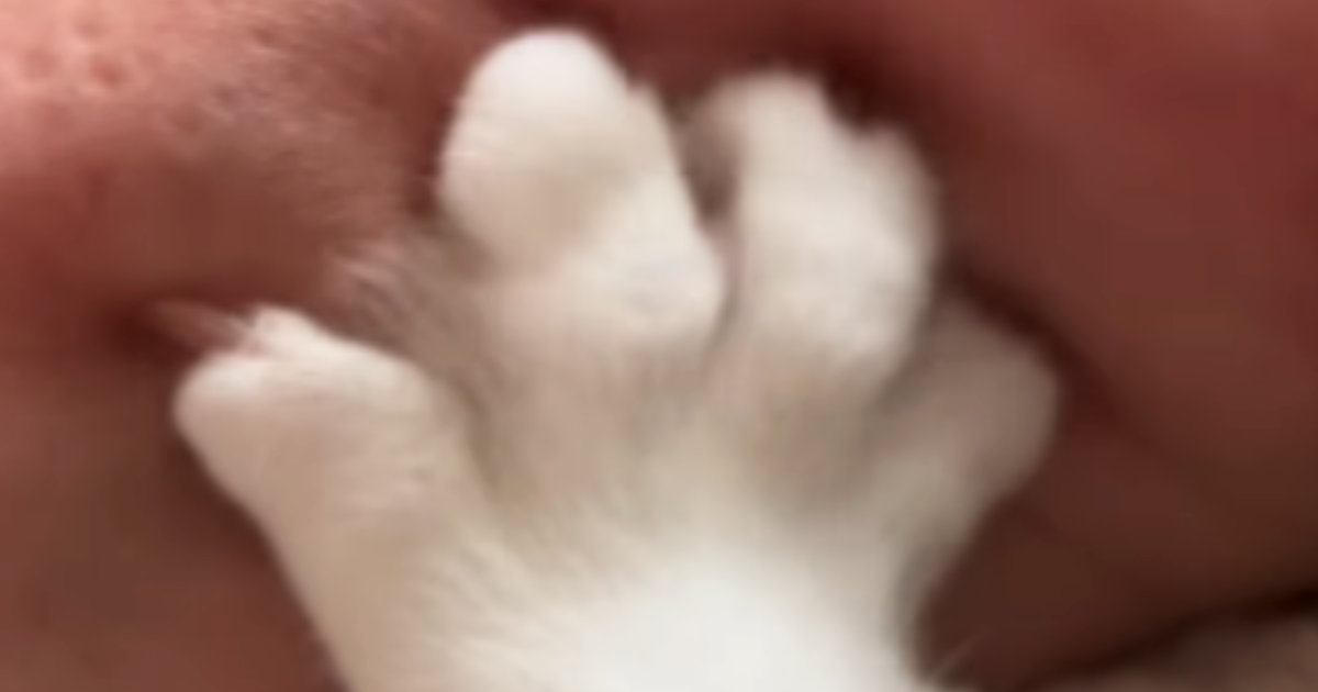 腕に甘えてきたネコ→爪を出して『コネコネ』ともみ始めて…1585万再生された『笑撃の光景』に「がんばれｗｗ」「可愛いより痛そうが勝つｗ」