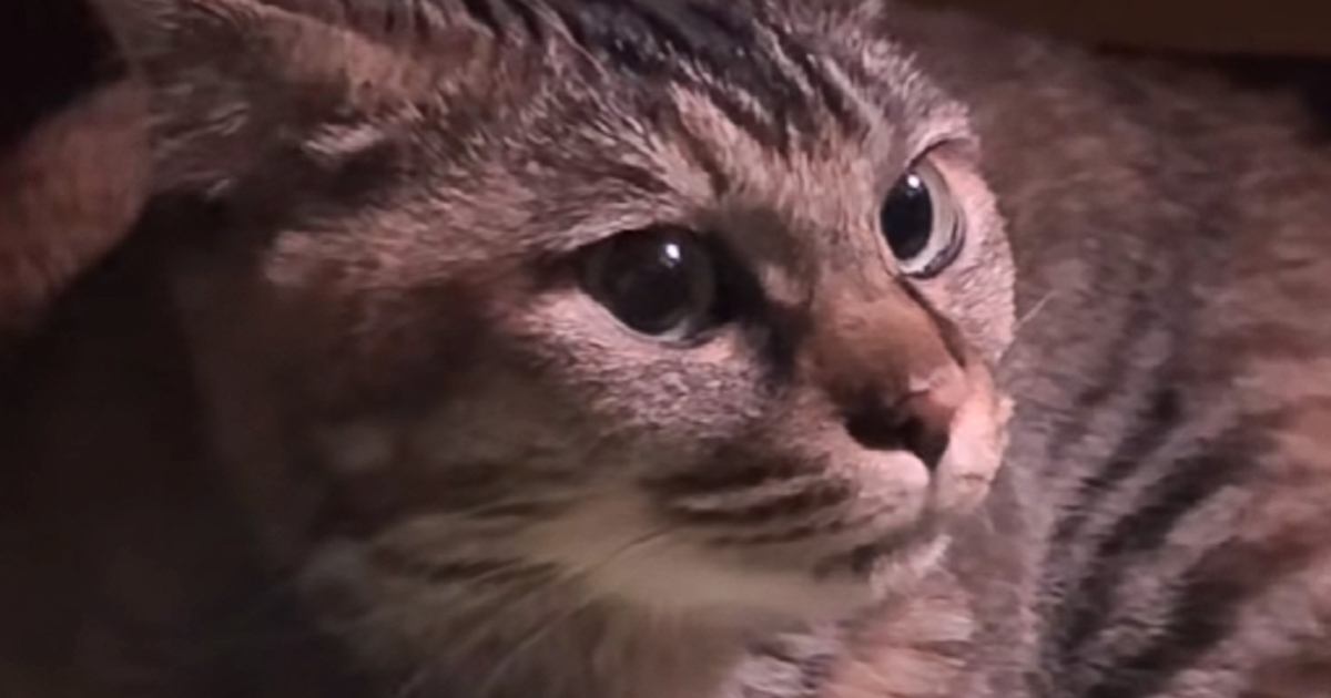 ウインナーを焼いていた飼い主さん→ふと猫の鼻を見てみたら…『可愛すぎる動き』に1万1000いいねの反響「探してるねｗ」「愛おしすぎる」