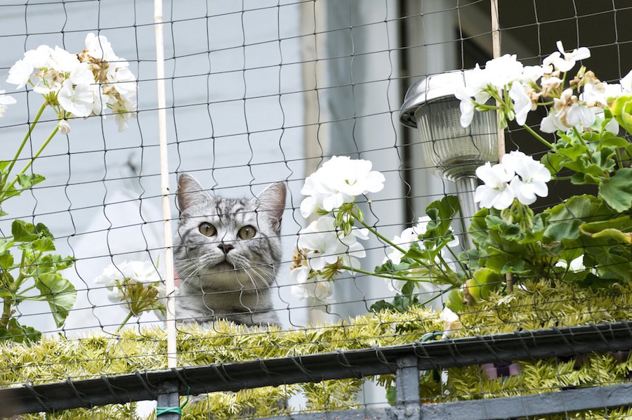 猫が安心して遊べるベランダをDIY！賃貸でもできる方法