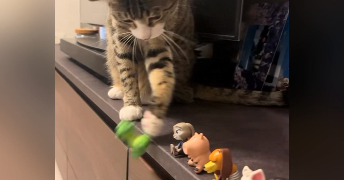 いつもフィギュアを落としていく猫→テープを貼って『対策』してみたら…可愛すぎる反応が15万再生「しっぽに笑った」「物わかり良すぎ」