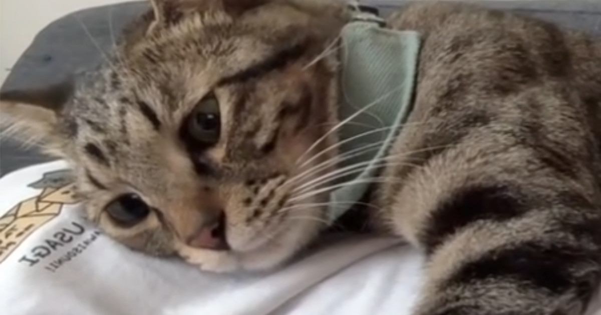 飼い主さんのお腹の上でまったりする『甘えん坊の猫』…『赤ちゃんすぎる光景』に７万いいねの反響「いいなぁ」「完全に産んでる」と悶絶の声