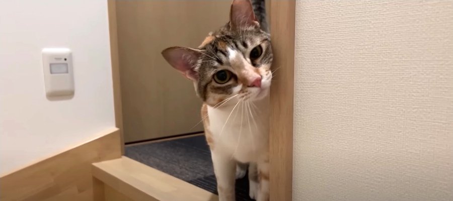 一日ぶりの再会！帰宅した飼い主さんをお出迎えする猫ちゃんにキュン♡