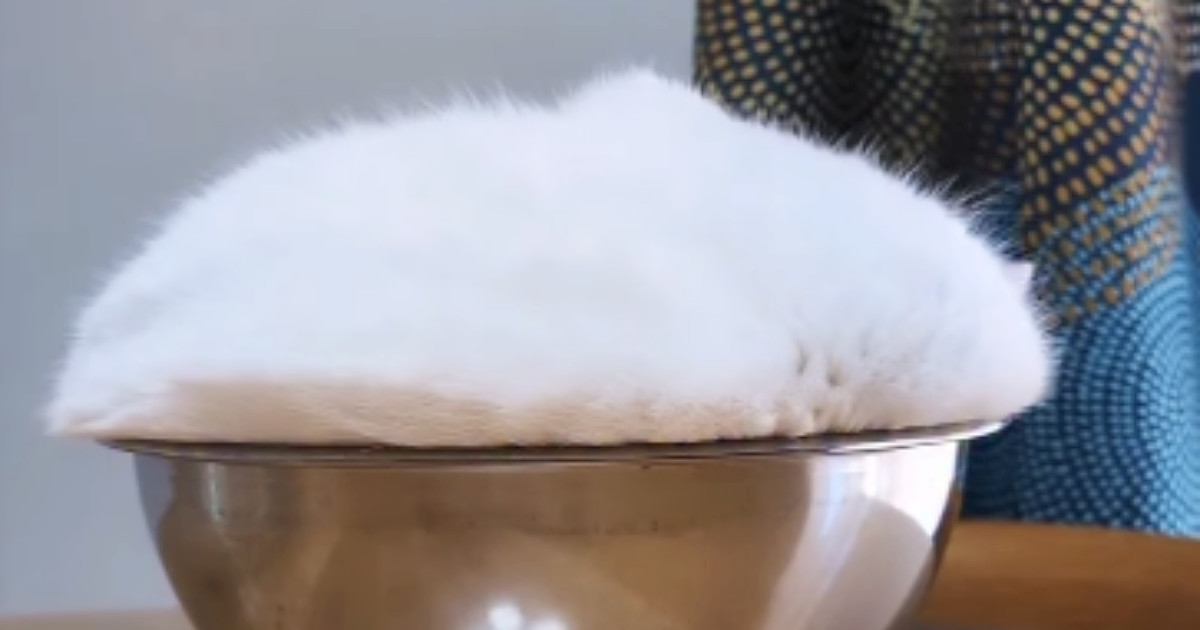 ボウルの中で寝ていた猫→『おやつの名前』をささやいてみたら…かわいすぎる反応が33万再生「寝てる生クリームｗｗ」「大爆笑した」