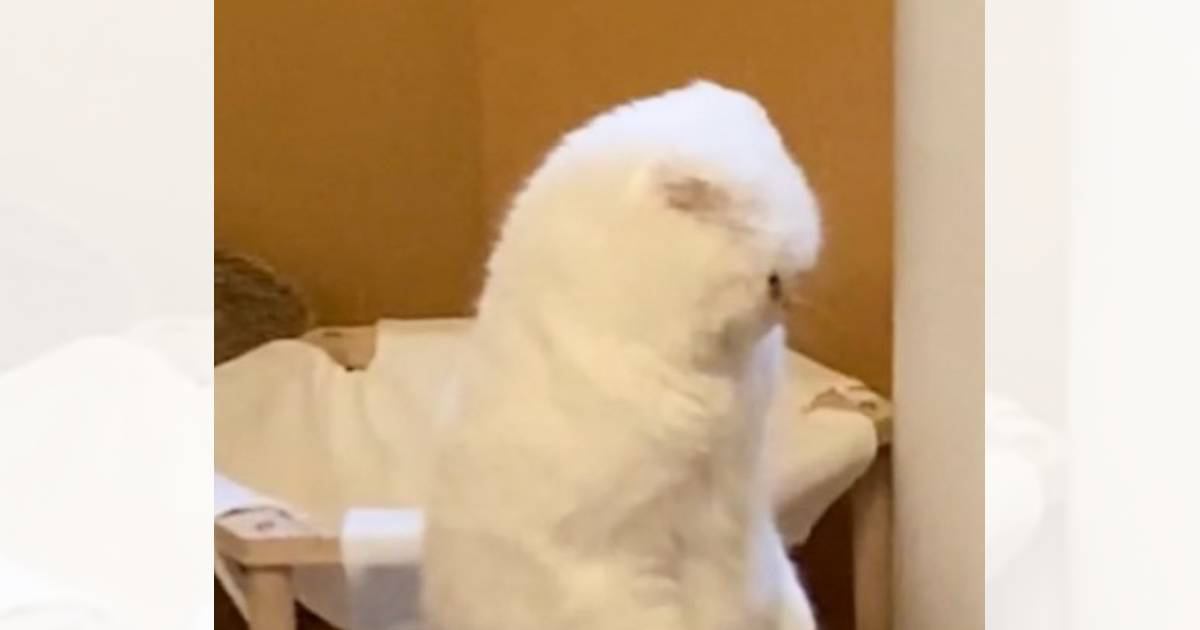 ニャンプロ中の2匹の猫→『ポーズ』を見てみると？…「違う生き物になってる？ｗ」笑撃の光景が82万2000表示「ゴジラみたいでカッコいい」