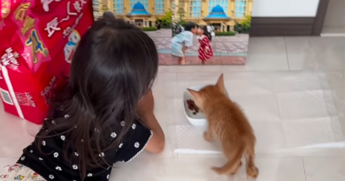 『死にそうだったから』とパパが連れ帰った子猫→子供たちと少しずつ距離を縮めていって…尊い光景が139万再生「優しくて素敵」「可愛すぎ」
