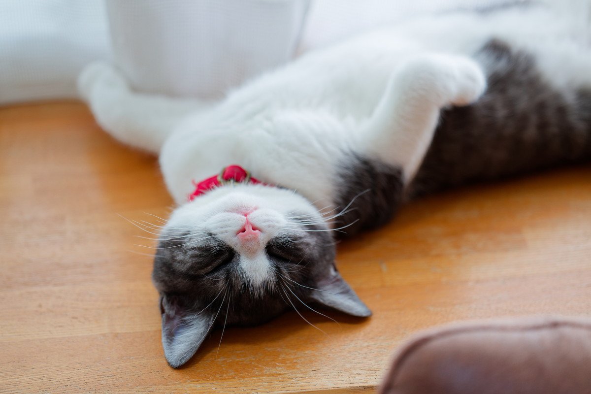 猫が『へそ天』をしたまま眠っているときの理由3つ　あなたへの信頼の証？無防備なポーズに隠された心理とは