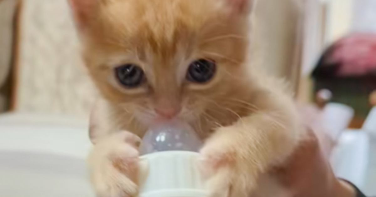 子猫から飲み終わった哺乳瓶を取ろうとしたら…反則級の『可愛すぎる反応』が23万再生「生きる力を感じるｗ」「もうお腹パンパンｗ」