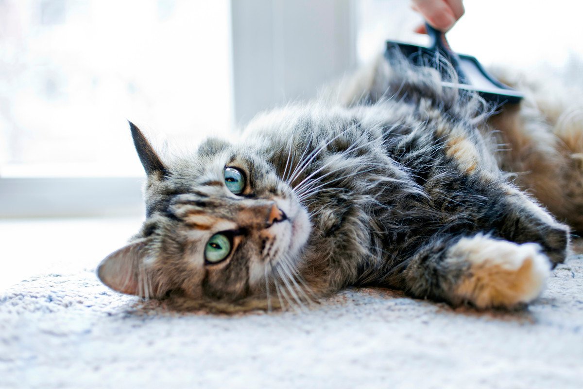 『毛がよく抜ける』と言われる猫種5選　健康面で特に気をつけるべき点も解説