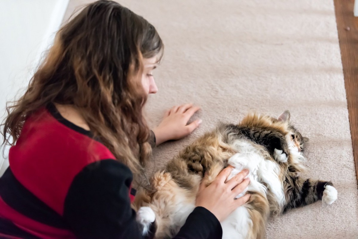 猫のおヘソってどこ？！すぐに試したい探し方と気になる形