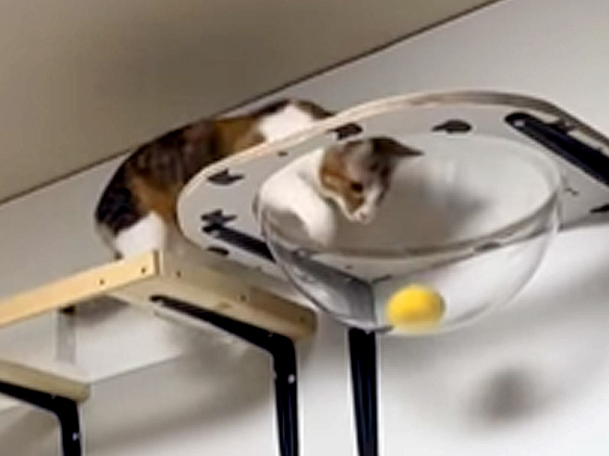 飼い主がボールを投げると、隠れていた猫が走り出して…野球選手さながらの『まさかの動き』が243万再生「洗練された動き」「ニヤけたｗ」
