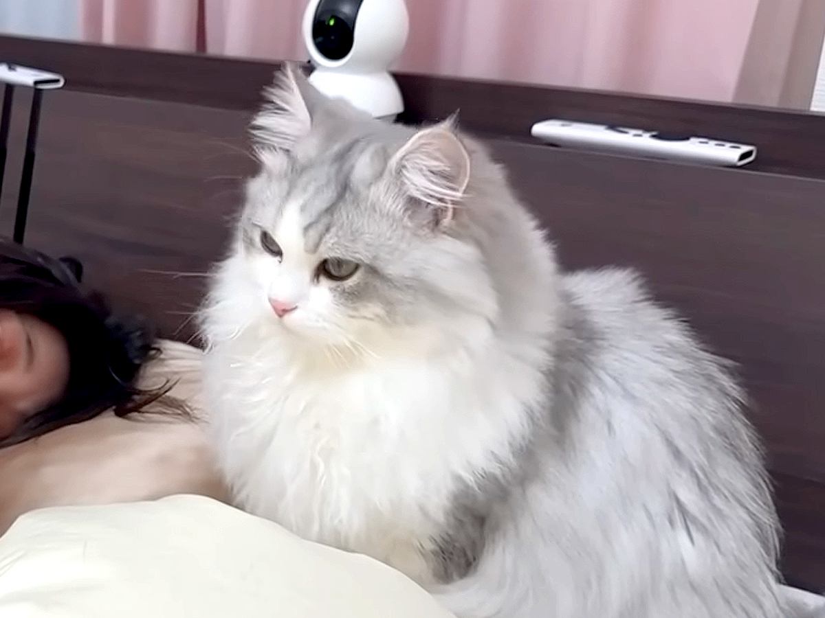 深夜２時、ママの布団に『忍び込む子猫』→ゴロゴロが止まらなくて…悶絶級に『尊い光景』が話題「身も心もポッカポカ」「羨ましい」