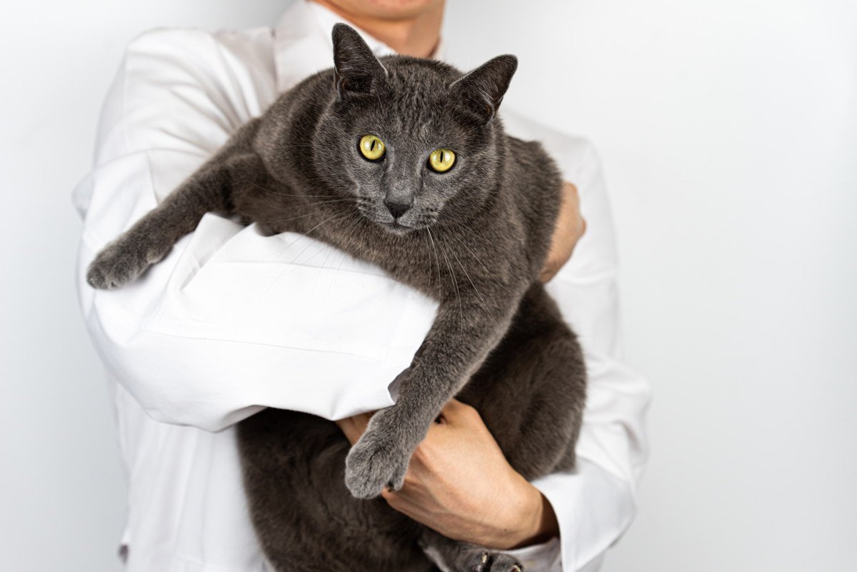 猫にとっても『肥満』が危険な5つの理由　かかりやすくなる病気や生活への支障…愛猫のQOLを下げる大敵