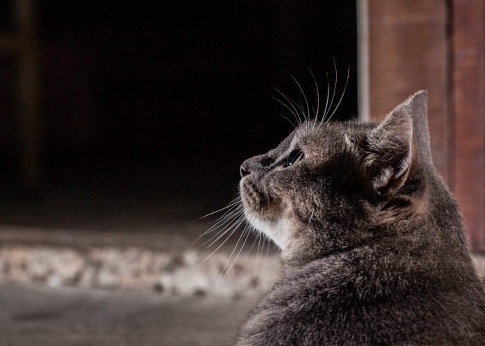 猫の最高齢！世界記録と日本記録について