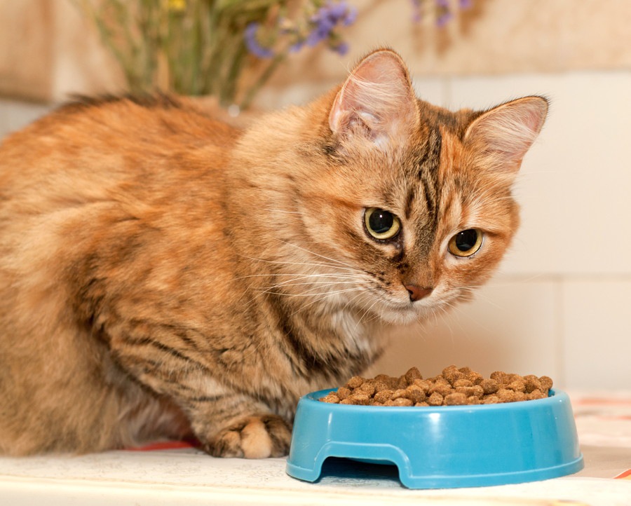 猫の食欲がない時、原因と対策・考えられる病気とは