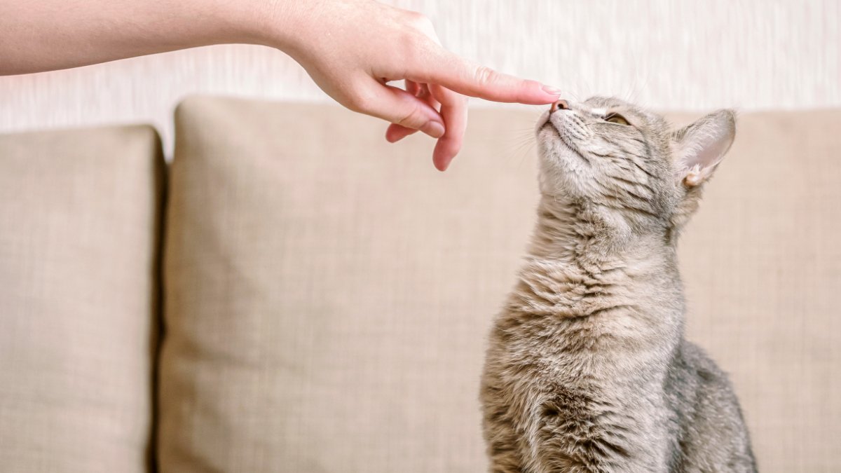 猫も人も発症する『人獣共通感染症』5つ　主な原因や症状、知っておくべき予防法まで