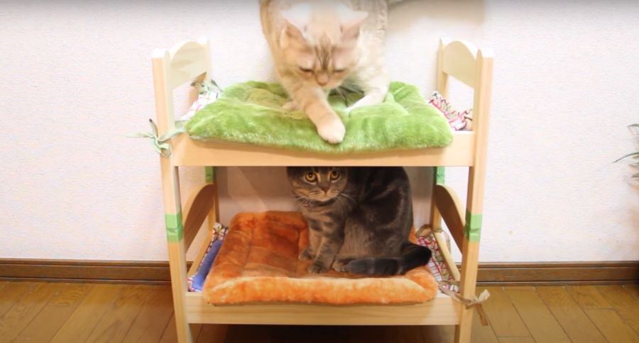 猫ちゃん専用ベッドの危機？！アレンジでにっこり♪