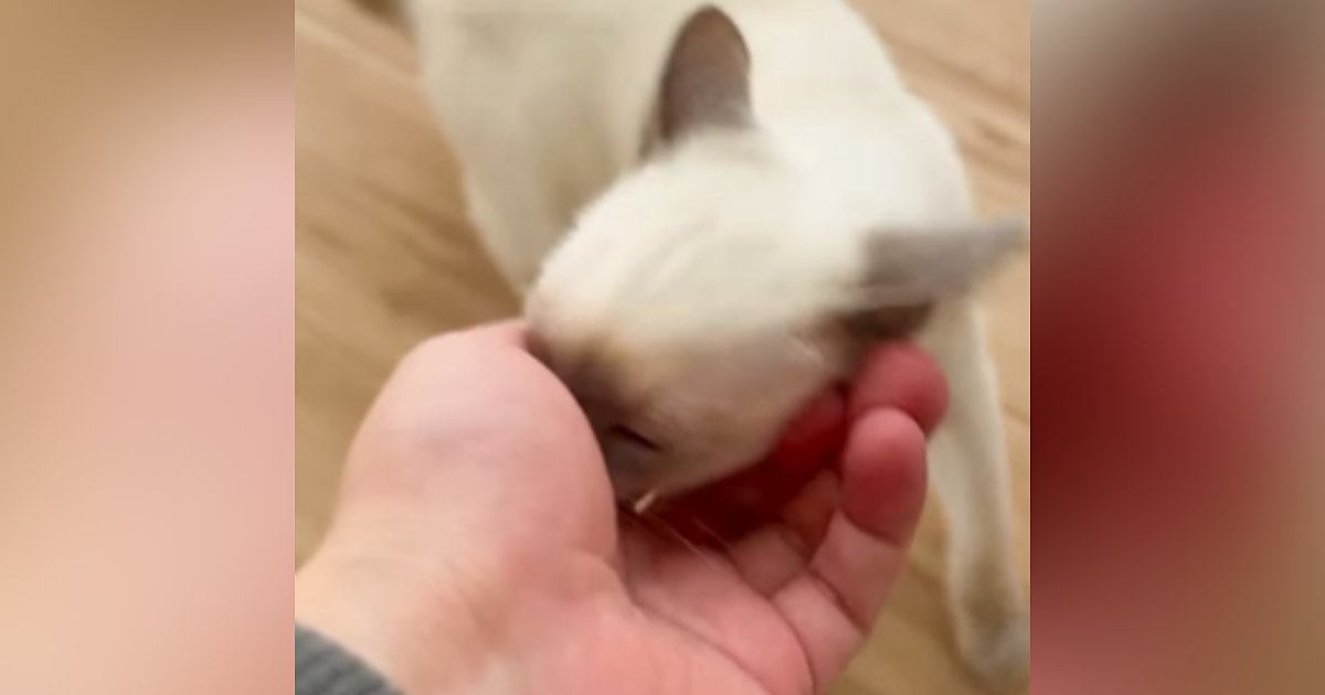 『仕事に行かせたくない子猫vs行きたい飼い主』…可愛すぎる『攻防戦の様子』が14万再生「有給確定」「勝てない自信があるｗ」と話題