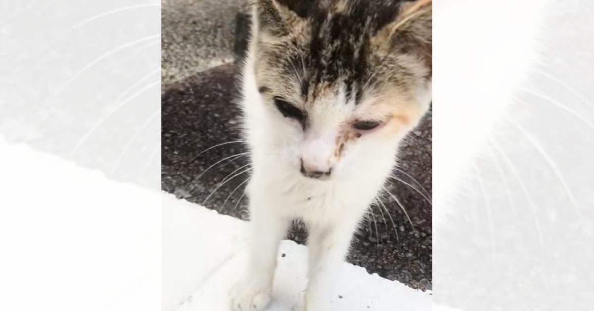 真夏の駐車場で鳴いていたガリガリの三毛猫を保護→５年が経つと……現在の様子に「涙が溢れた」「幸せになって良かったね」と感動する人が続出
