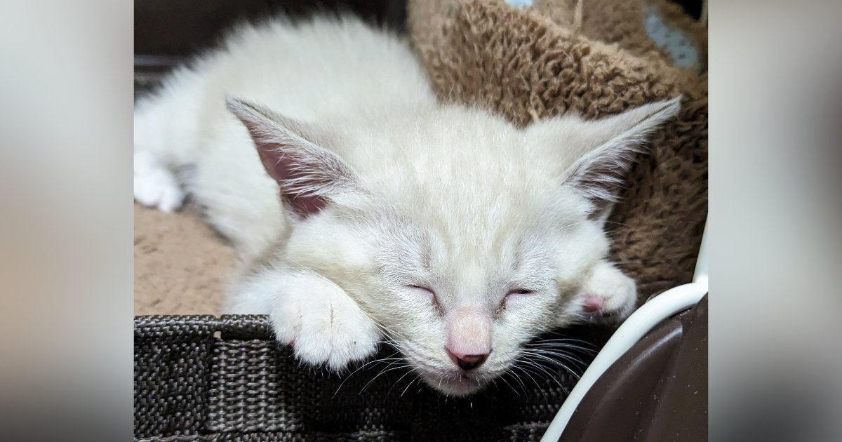 白かった子猫→成長していくと……まさかまさかの『現在の様子』に驚愕の声続出「別の猫やんｗ」「途中まではわかるんだけどｗ」と１万いいね