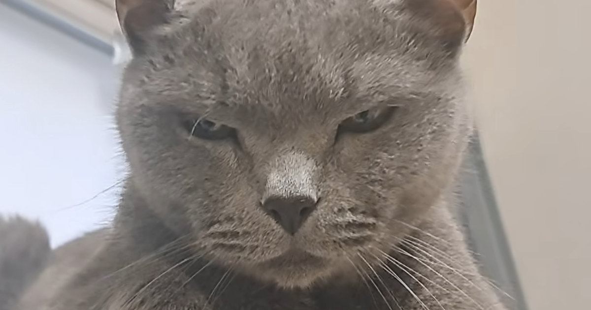 年を取って『狂暴な猫』が落ち着いたかと思ったら…パパがツンツンしてみると→笑ってしまう展開に「元気でええなｗ」「期待を裏切らない」の声